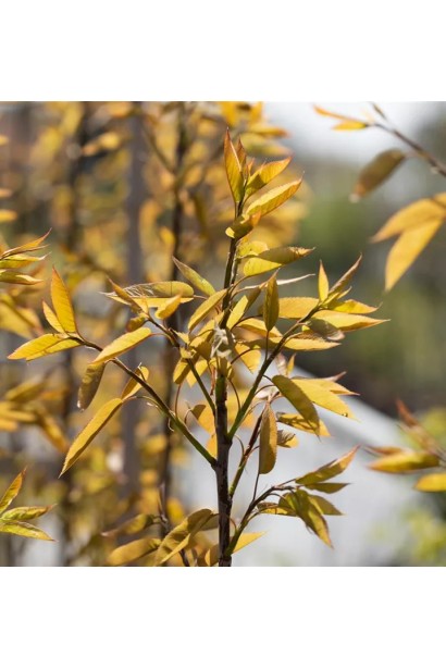 Молодий приріст Ірги деревовидної Робін Хілл 
